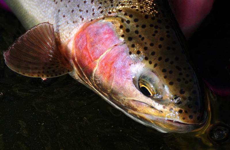 Rainbow Trout