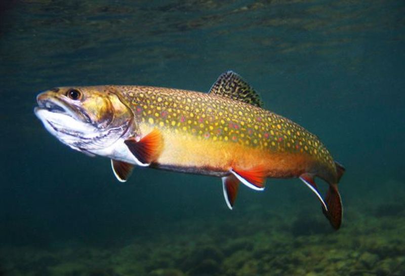 Southern Appalachian Brook Trout